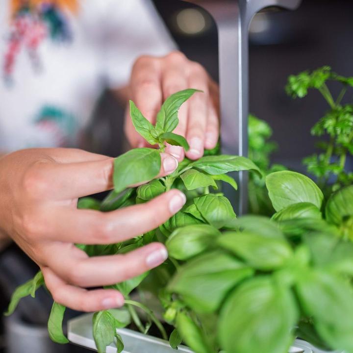 Produktbild Véritable Bio-Basilikum (Kräutersamen)