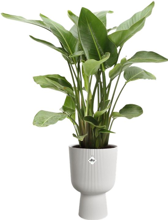 Actual product image Elho Vibes Fold Coupe (29.50 x 44.70 cm)