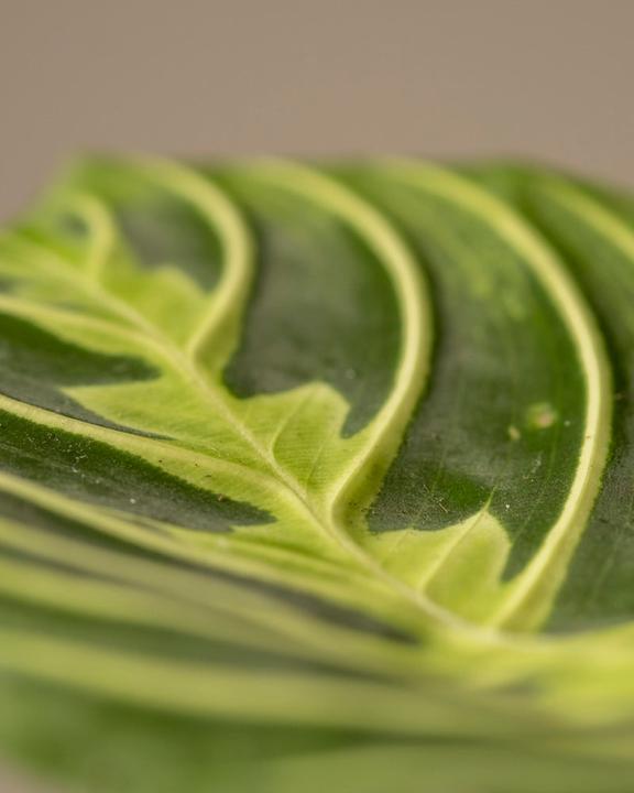 Produktbild feey Maranta Lemon Lime (15 cm, Frisch umgetopft)