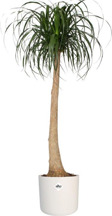 Actual product image Elho b.for soft (13.80 cm)