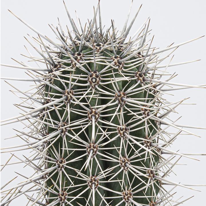 Produktbild Kakteen Gautschi Pachycereus pringlei Gruppe (30 cm)