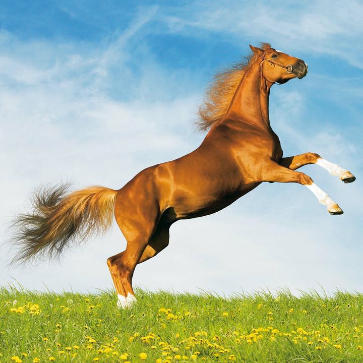 Produktbild Magic Horses 2026 (30x30cm)