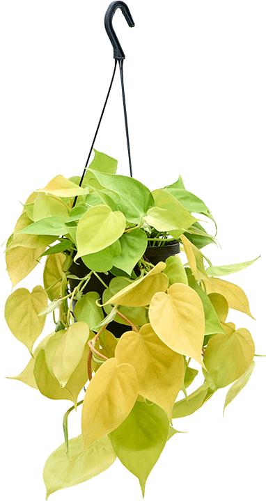 Produktbild Mahaloplants Philodendron Lemon Lime (30 cm)