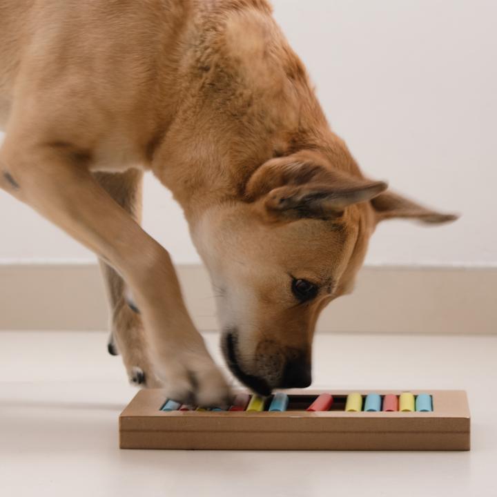 Image du produit Relaxdays Jouets intelligents pour chiens (Jouet intelligent chien)