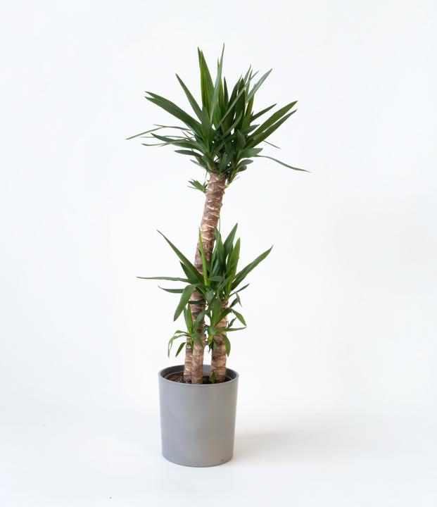 Actual product image Plant in a Box Yucca elephantipes - Palmlilie (130 cm)