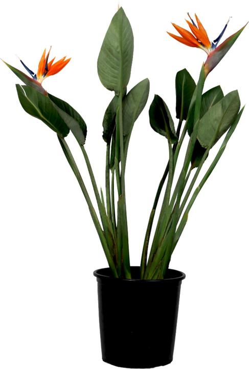 Plant in a Box Strelitzia reginea - Paradiesvogelpflanze (70 cm)
