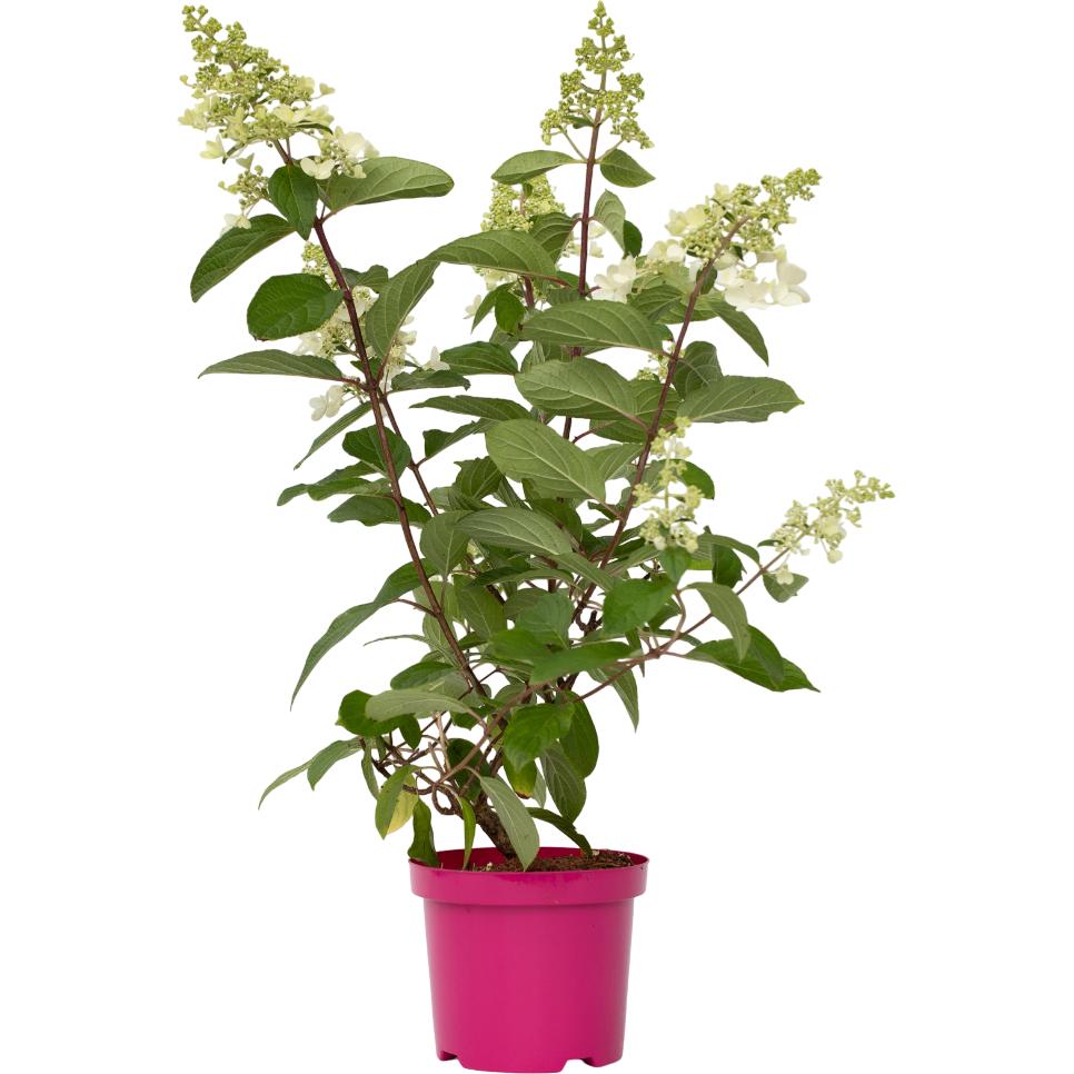 Plant in a Box, Pflanzen, Hydrangea paniculata “Pinky Winky” - Hortensie (25 cm)