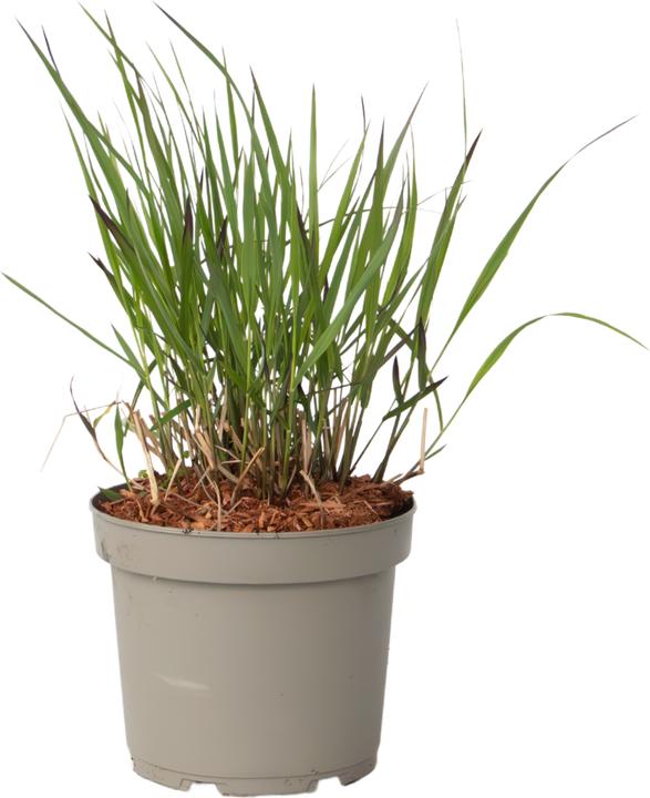 Produktbild Plant in a Box Panicum virgatum 'Squaw' - Rutenhirse (30 cm)