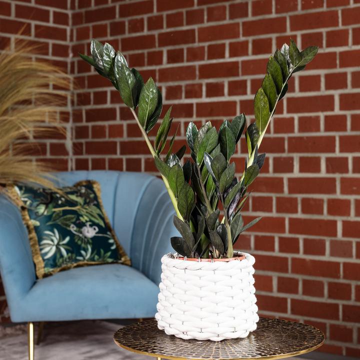 Immagine prodotto Flowerbox Lucky Feather "Raven" - Zamioculcas zamiifolia nera (35 cm)