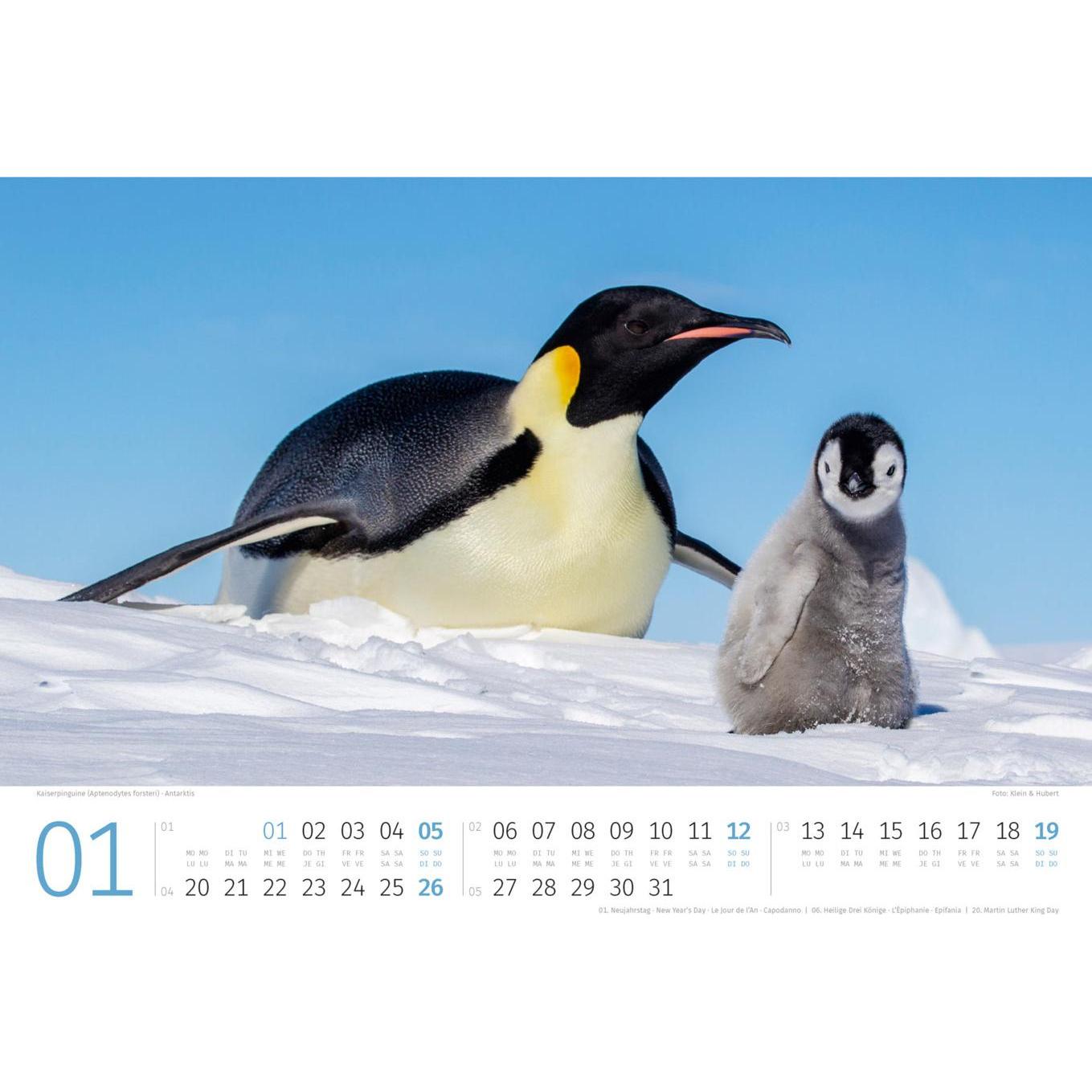 Thumbnail - Ackermann, Kalender, Pinguine Kalender 2025 (45 x 33 cm, Kein Einband, Deutsch, Englisch, Italienisch, Französisch)