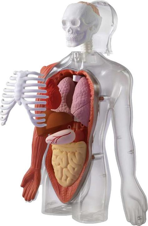 Actual product image Science Can My Body - a knowledge journey with quiz and sound/ My Body Voice Pedia (German, Dutch, English, Italian, French, Spanish)