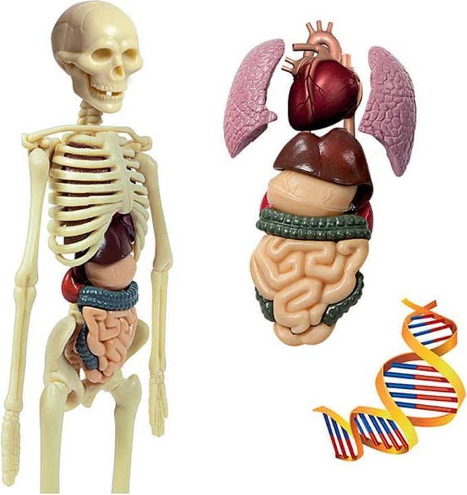 Produktbild Clementoni Menschliche Körper