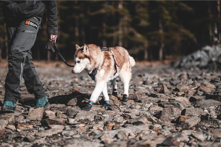 Image du produit Non-Stop Dogwear Protector (M, Chaussures pour chien)