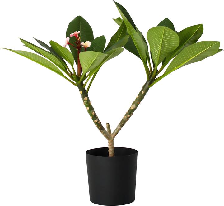 Immagine prodotto Plant in a Box Plumeria Frangipani - Pianta delle Hawaii (55 cm)
