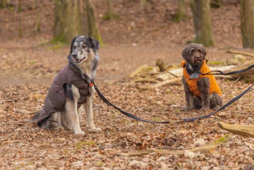 Actual product image Beeztees Hundemantel Wisti (XXS, Dog coat)