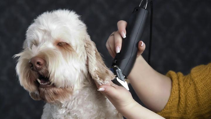 Actual product image Moser Max 50 (Dog, Cat)