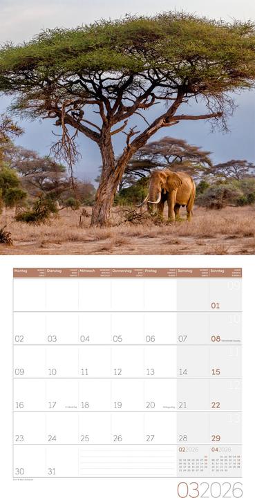 Image du produit Elefanten Kalender 2026 - 30x30 (30 x 30 cm, Couverture rigide, Français, Anglais, Allemand)