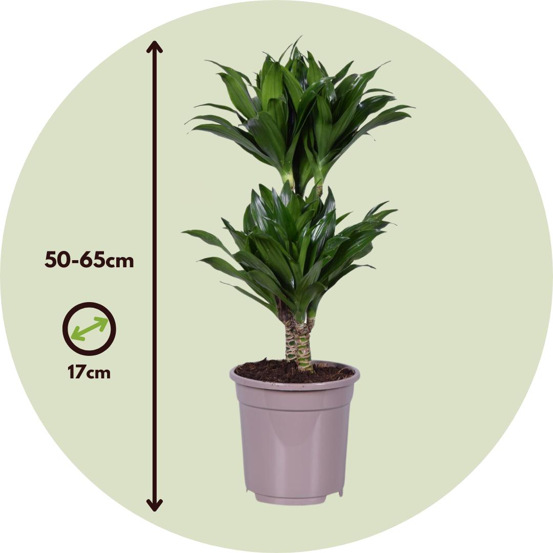 Thumbnail - Plant in a Box, Pflanzen, Dracaena Deremensis Compacta - (50 cm)
