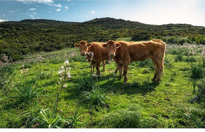 Komar Vliesbehang Cow Paradise 9 panelen 450 x 280 cm (450 x 280 cm)