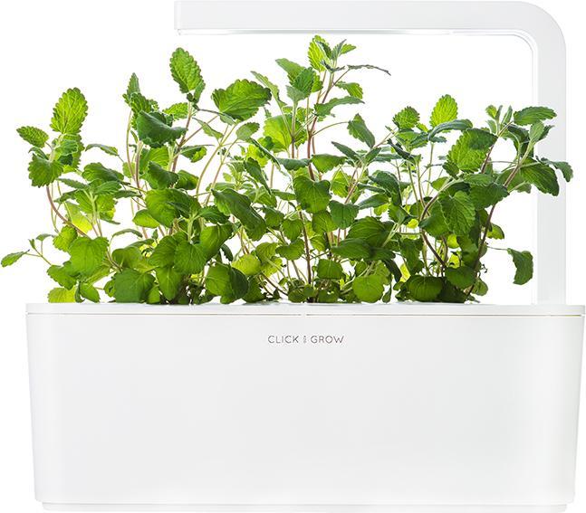 Produktbild Click and Grow Katzenminze (Kräutersamen)