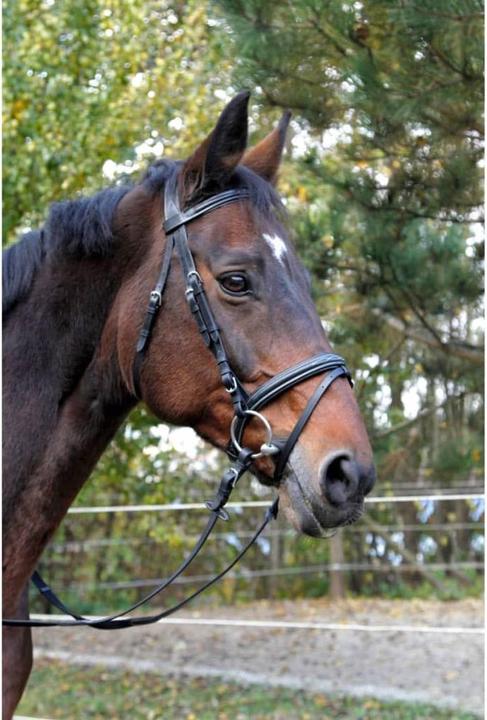 Image du produit Kerbl Classic