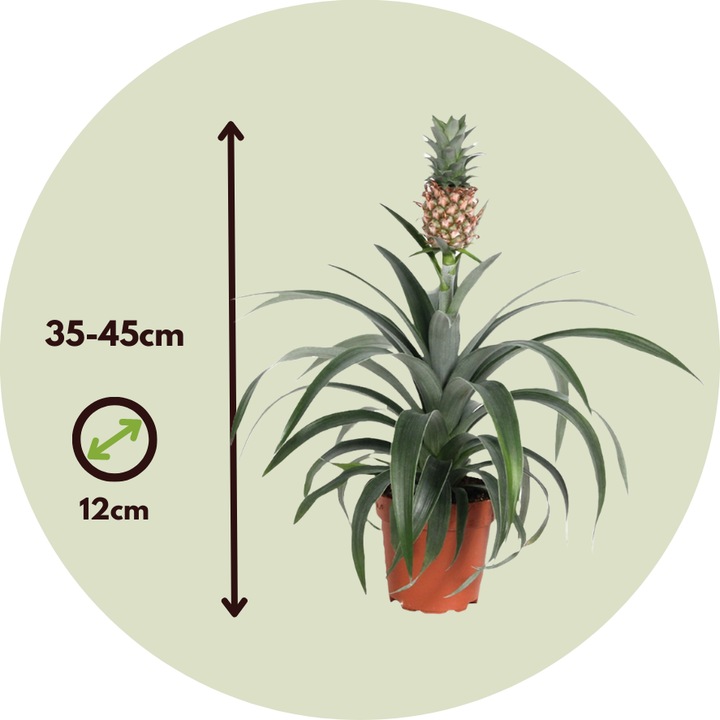 Immagine prodotto Plant in a Box Ananas comosus 'Mi Amigo' - Set di 2 ananas (35 cm)