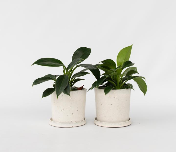 Produktbild Plant in a Box Philodendron 'Green Princess' - 2er Set Baumfreund (20 cm)