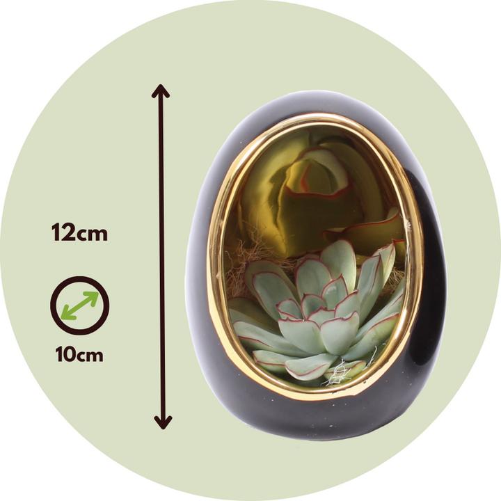 Produktbild Plant in a Box Echeveria lilacina - 2er Set Deko-Ei (12 cm)
