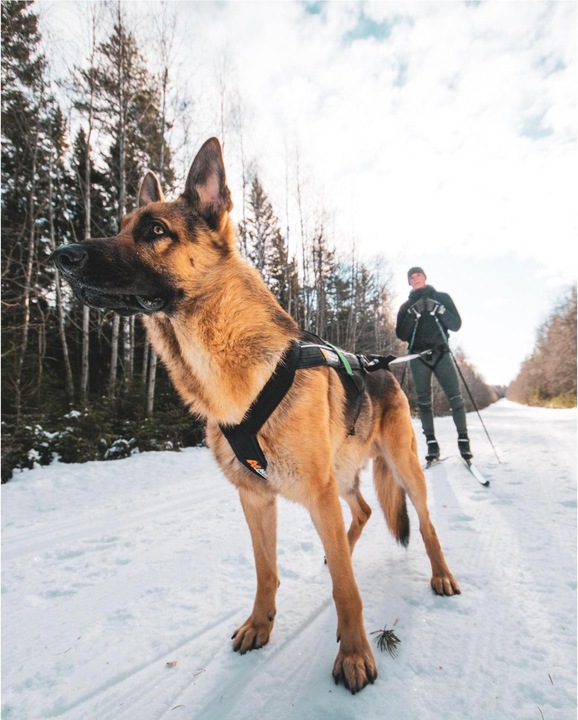 Actual product image Non-Stop Dogwear Freemotion Harness (4, Dog, Walks)