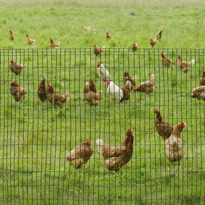 Actual product image Swisshandel24 Wire mesh dog fence poultry fence poultry net chicken fence chicken fence wire mesh garden fence