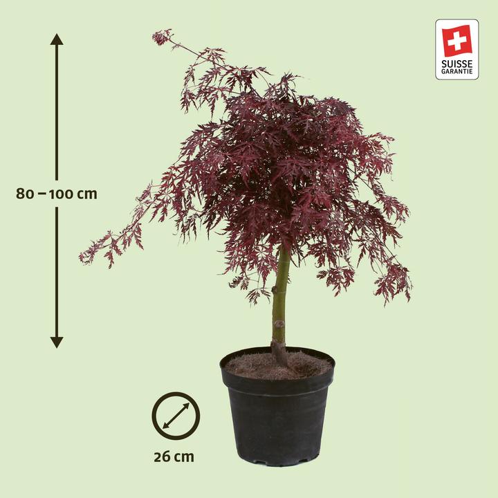 Actual product image Zulauf Japanischer Fächer-Ahorn / Acer palmatum 'Garnet' (90 cm)
