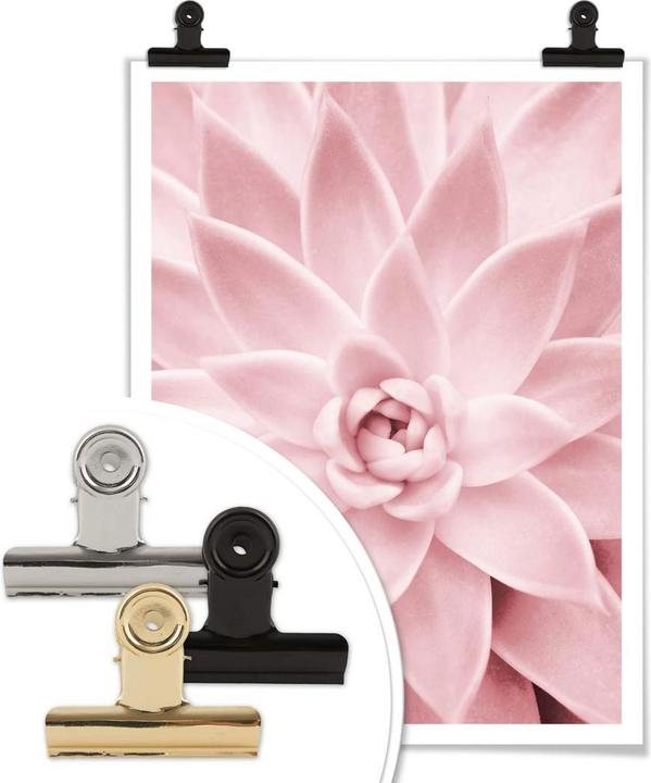 Image du produit Trenddeko Succulente rose (24 x 30 cm)