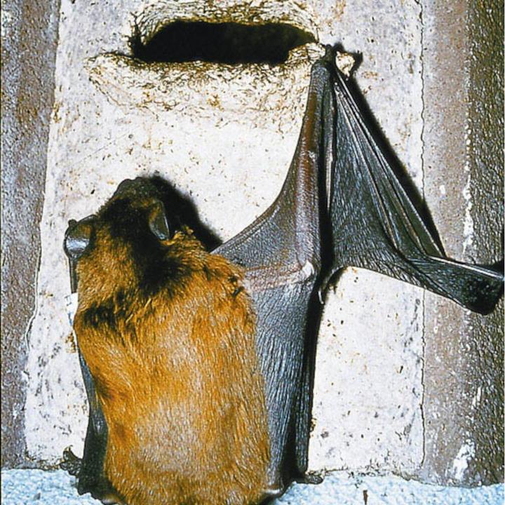 Immagine prodotto Schwegler Foro del nido