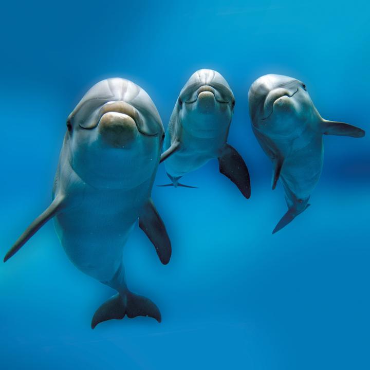 Produktbild Delfine/Dolphins 2026 (30 x 30 cm)