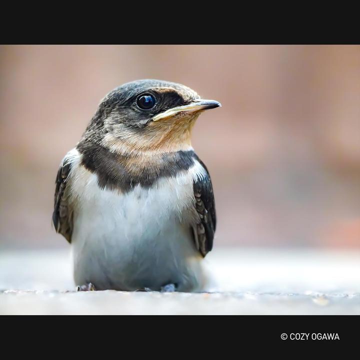 Image du produit Panasonic Leica DG Vario-Elmar 100-400mm f/4.0-6.3 II Asph. / Power O.I.S. (Leica DG, Micro Four Thirds)