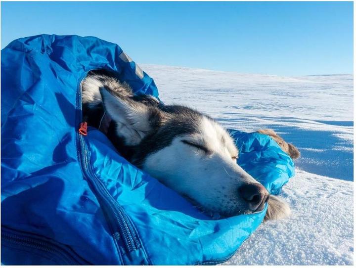 Immagine prodotto Non-Stop Dogwear Ly Sacco a pelo per cani (L, Cappotto per cani)