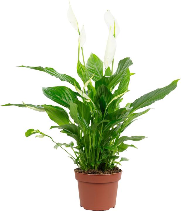Actual product image Flowerbox Einblatt - Spathiphyllum