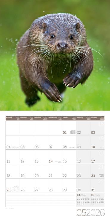 Image du produit Otter Kalender 2026 - 30x30 (30 x 30 cm, Couverture rigide, Allemand, Français, Italien, Anglais)