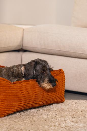 Actual product image Designed by Lotte Ribbed (Dog)