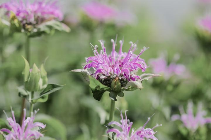 Image du produit Zollinger Bio Bergamote sauvage (Graines de fleurs)