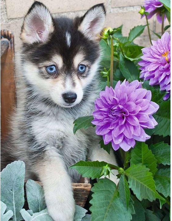 Produktbild Ravensburger Putziger Husky (500 Teile)