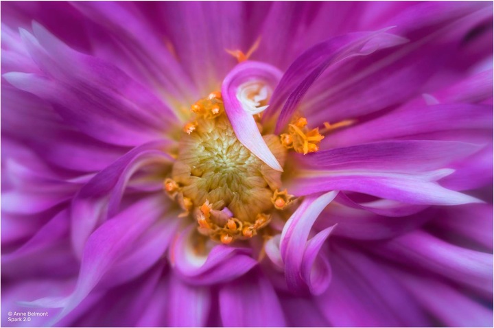 Actual product image Lensbaby Spark 2.0 Nikon Z (Nikon Z, full size)