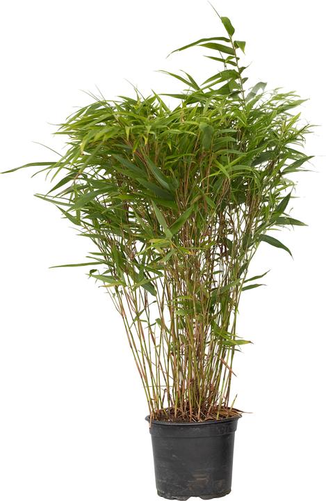 Immagine prodotto Plant in a Box Fargesia nitida 'Gansu' - (50 cm)
