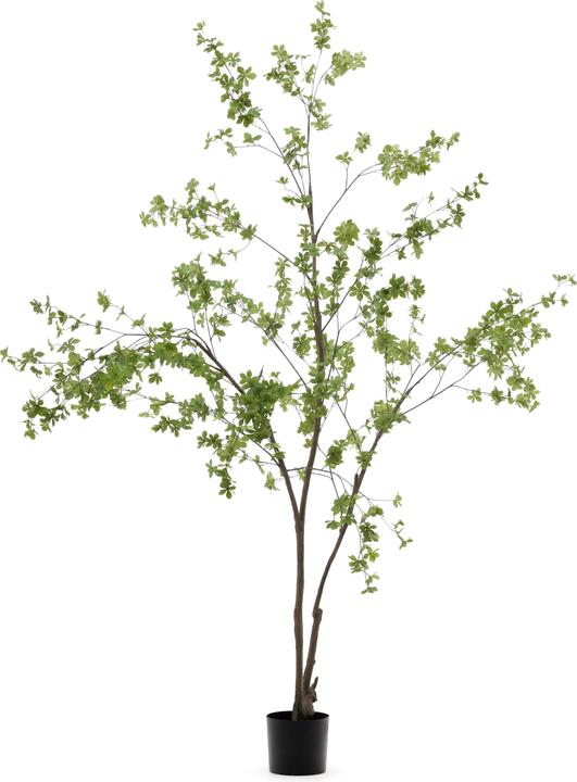 Kave Home Enkianthus (214 cm)
