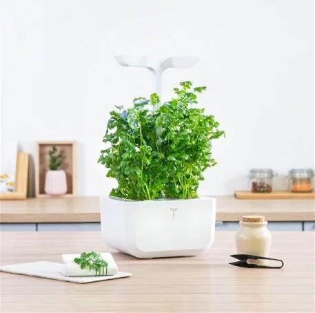 Produktbild Véritable Bio-Koriander (Kräutersamen)