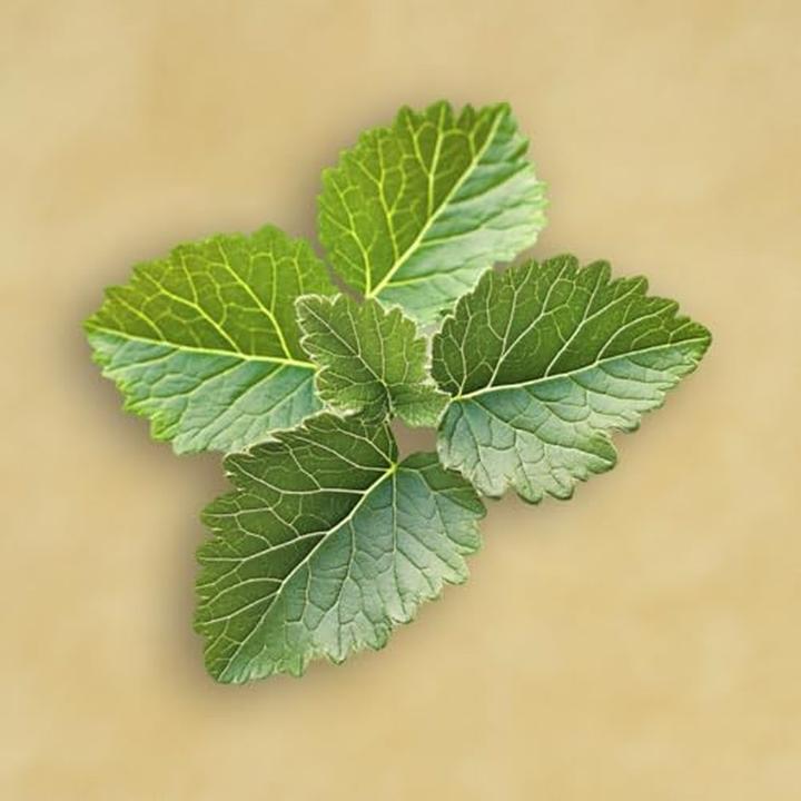 Image du produit Elie Saab Le Parfum Lumière (Eau de parfum, 90 ml)