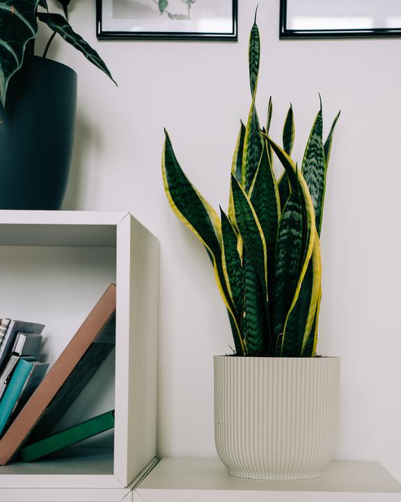 Immagine prodotto Migros Ostschweiz Sanseveria (54 cm)