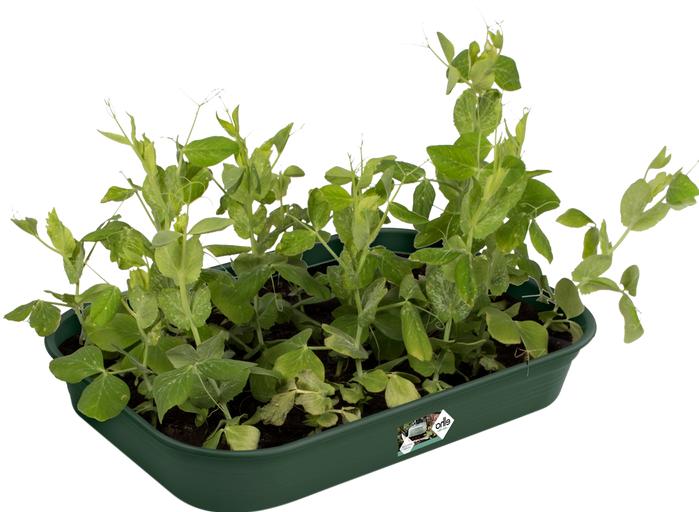 Image du produit Elho Green Basics