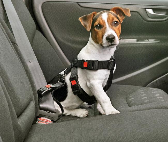 Image du produit Karlie Harnais de sécurité pour voiture en nylon (Chien, Fermeture de sécurité)