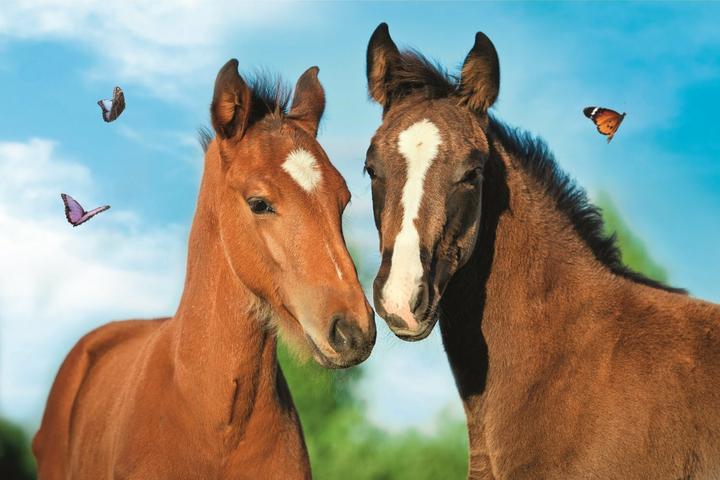 Immagine prodotto Trefl Puzzle di animali carini: Coppia di cavalli 54 pezzi (54 pezzi)